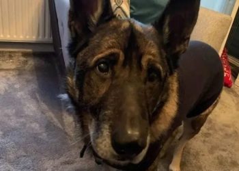 cachorro come enfeite de natal